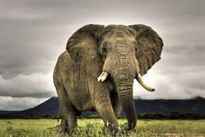 У зімбабве слони з національного парку, отруєний ціанід У зімбабве слони з національного парку, отруєний ціанід